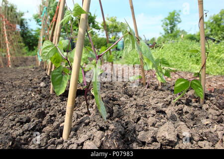 Phaseolus coccineus. Les jeunes plantes haricot grimpant sur le cadre de support de canne en anglais cuisine jardin, UK Banque D'Images