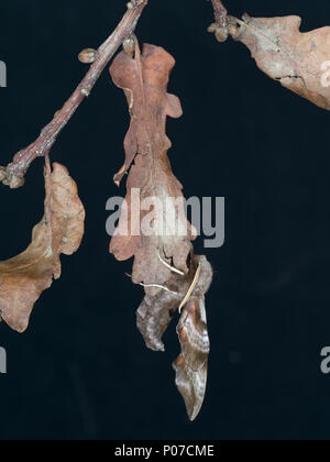 Eyed hawk-moth Smerinthus ocellat reposant sur les feuilles mortes Banque D'Images