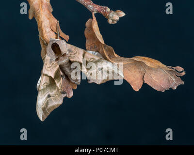 Eyed hawk-moth Smerinthus ocellat reposant sur les feuilles mortes Banque D'Images