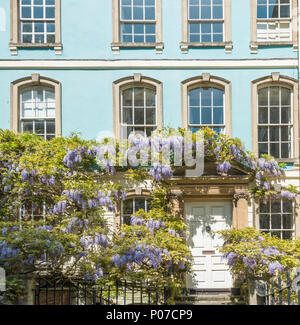 Maisons sous les glycines en condensats chauds, Bristol, Royaume-Uni Banque D'Images