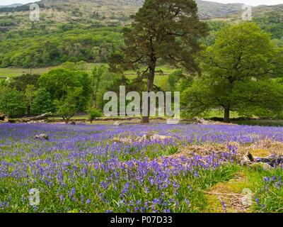 Superbe affichage des jacinthes (Hyacinthoides) une spectaculaire tapis de fleurs de printemps sur une colline dans le parc national de Snowdonia Gwynedd North Wales UK Banque D'Images