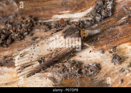 Putris-Erdeule Putris-Eule Putriserdeule,,, Putriseule Gebüschflur-Bodeneule Erdeule, Axylia putris,,, Agrotis putris, Rhyacia putris, la flamme, flam Banque D'Images