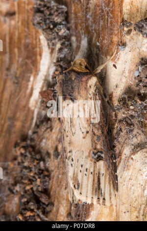 Putris-Erdeule Putris-Eule Putriserdeule,,, Putriseule Gebüschflur-Bodeneule Erdeule, Axylia putris,,, Agrotis putris, Rhyacia putris, la flamme, flam Banque D'Images