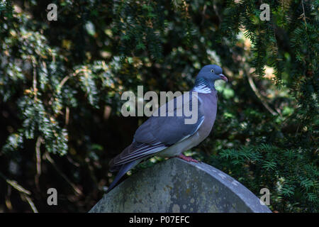 Un pigeon ramier perché sur le haut d'une pierre tombale dans un contexte de Yew Tree leaves Banque D'Images