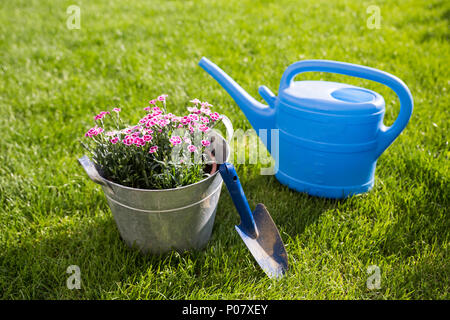 Outils de jardinage et fleurs rose Canation à Tin Bucket debout sur l'herbe. Banque D'Images