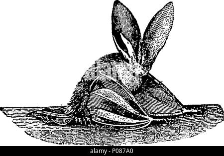 . Anglais : Fleuron du livre : une histoire générale de quadrupèdes. Les chiffres gravés sur bois par T. Bewick. 106 Une histoire générale de quadrupèdes. Les chiffres gravés sur bois par T. Bewick. Fleuron T061241-50 Banque D'Images