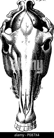 . Anglais : fleuron de livre : un système général de l'équitation en tout c'est branches : contenant une traduction fidèle de la très noble et très utile de sa grâce, William Cavendish, duc de Newcastle, le droit, la manière de se nourrir, s'habiller, et la formation des chevaux pour la grande selle, et leur montage pour le service du champ en temps de guerre, ou de l'exercice et l'amélioration de collègues dans l'Académie à la maison : Une science particulièrement nécessaires dans toute l'Europe, et qui a été jusqu'à présent tellement négligé, ou découragé en Angleterre, que les jeunes messieurs ont été obligés d'h Banque D'Images