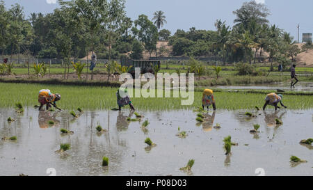 Villuppuram, Inde - le 18 mars 2018 : Travail des Femmes l'entreprise de l'ensemencement de tâches éreintantes les jeunes plants de riz dans une rizière dans l'Etat du Tamil Nadu Banque D'Images