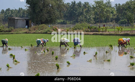 Villuppuram, Inde - le 18 mars 2018 : Travail des Femmes l'entreprise de l'ensemencement de tâches éreintantes les jeunes plants de riz dans une rizière dans l'Etat du Tamil Nadu Banque D'Images