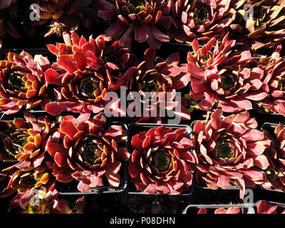 En pot sempervivum rosettes rouges sous la lumière du soleil d'été succulents d'un high angle view Banque D'Images