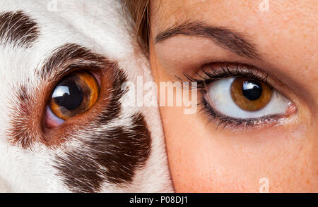 Close up of dog face Banque D'Images