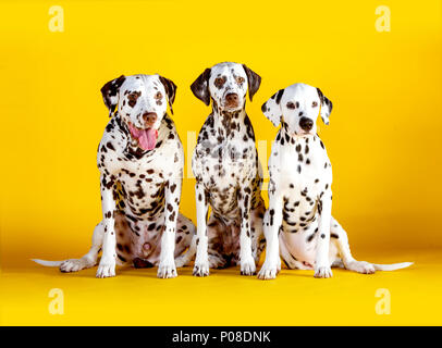 Tree dalmatiens chiens assis dans un fond jaune Banque D'Images