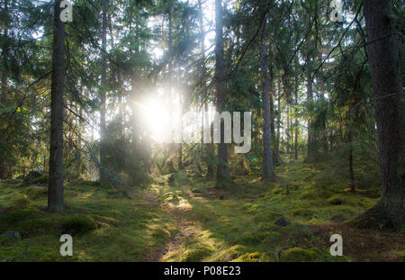 Sonne strahlt auf eine Waldlichtung dans Schweden, Sun se répandre dans les arbres dans les bois de la Suède Banque D'Images