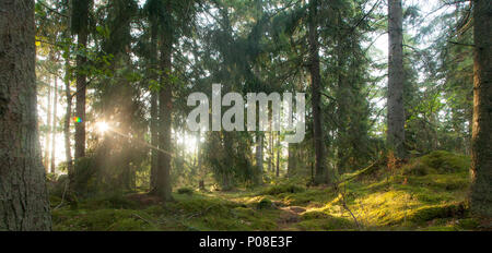 Sonne strahlt auf eine Waldlichtung dans Schweden, Sun se répandre dans les arbres dans les bois de la Suède Banque D'Images
