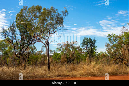 Les arbres Eucalyptus gum en savane boisée de Kimberley WA l'Australie. Banque D'Images