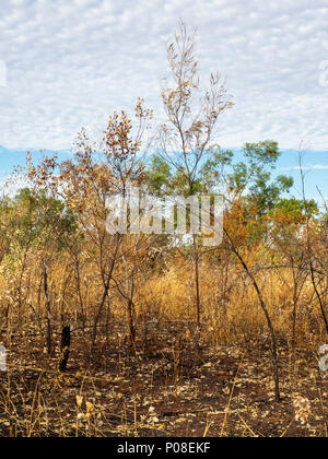 Les arbres Eucalyptus gum en savane boisée de Kimberley WA l'Australie. Banque D'Images