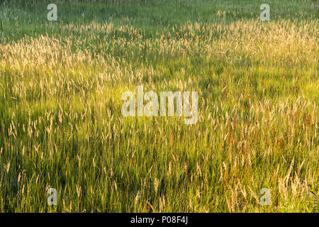 Berlin, Allemagne, dans une prairie à herbes hautes Banque D'Images