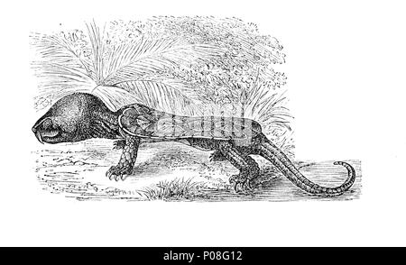 Platysternon megacephalum, GroÃŸkopfschildkrÃ¶te, Platysternon megacephalum numérique, l'amélioration de la reproduction de l'original d'imprimer à partir de l'année 1881 Banque D'Images