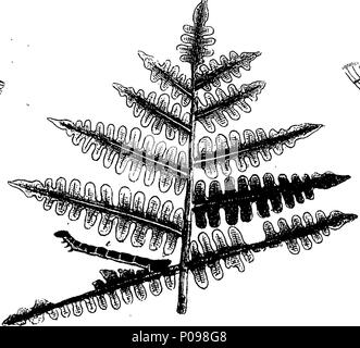 . Anglais : Fleuron du livre : une histoire naturelle des insectes anglais. Illustré d'une centaine de plaques de cuivre, curieusement gravées de la vie : et (pour ceux qui le désirent) de couleur exactement par l'auteur Eleazar Albin, peintre. À laquelle sont ajoutés, de grandes notes, et de nombreux curieux observations. Par Derham W., membre de la Société royale. 136 Une histoire naturelle des insectes Anglais Fleuron T085937-47 Banque D'Images