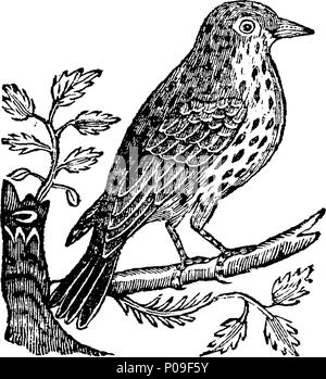 . Anglais : Fleuron du livre : une nouvelle histoire générale d'oiseaux. Y compris les méthodes d'élevage, de la gestion, et l'enseignement du chant des oiseaux. Contenant des observations sur l'différentes espèces et genres d'oiseaux, à travers le monde connu. Extrait de la plus curieuse des naturalistes, le virtuose, et les voyageurs, les deux Antient et moderne. Illustré d'environ quatre cent chiffres, copié à partir de l'original. En deux volumes. ... 149 Une nouvelle histoire générale d'oiseaux Fleuron T061266-47 Banque D'Images