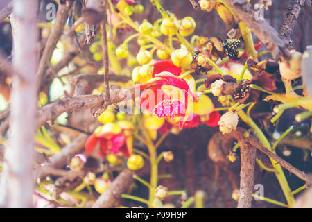 Shorea robusta fleur ou Sal arbre fleur sur l'arbre avec l'arrière-plan flou d'arbre nature Banque D'Images