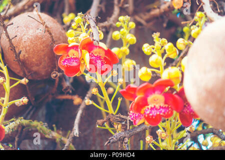 Shorea robusta fleur ou Sal arbre fleur sur l'arbre avec l'arrière-plan flou d'arbre nature Banque D'Images