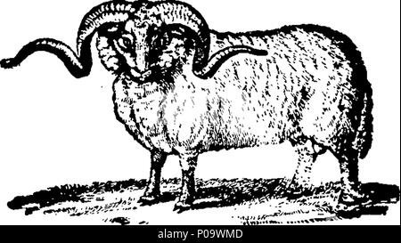 . Anglais : fleuron de livre : Un compte des différents types de moutons trouvés dans la Fédération de dominions et amon [sic] les hordes tartares de l'Asie : par le Dr Pallas. Illustré de six plaques. Pour ce qui est ajouté, cinq annexes tendant à illustrer l'histoire naturelle et économique de moutons et autres animaux domestiques. Par James Anderson Lld. Frs. Saf:s. Membre de différentes académies, et auteur de plusieurs spectacles. 289 Un compte des différents types de moutons trouvés dans la Fédération de dominions et amon (sic) les hordes tartares de l'Asie- par Dr Pallas Fleuron T096027-5 Banque D'Images