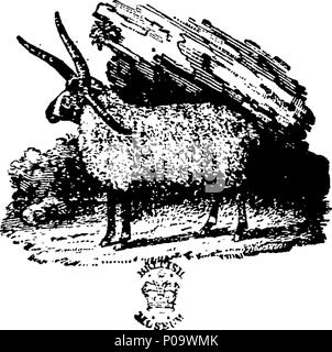 . Anglais : fleuron de livre : Un compte des différents types de moutons trouvés dans la Fédération de dominions et amon [sic] les hordes tartares de l'Asie : par le Dr Pallas. Illustré de six plaques. Pour ce qui est ajouté, cinq annexes tendant à illustrer l'histoire naturelle et économique de moutons et autres animaux domestiques. Par James Anderson Lld. Frs. Saf:s. Membre de différentes académies, et auteur de plusieurs spectacles. 289 Un compte des différents types de moutons trouvés dans la Fédération de dominions et amon (sic) les hordes tartares de l'Asie- par Dr Pallas Fleuron T096027-7 Banque D'Images