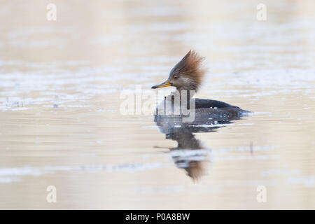 Un hen harle couronné sur l'eau. Banque D'Images