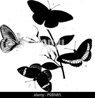 . Anglais : fleuron de livre : un épitomé de l'histoire naturelle des insectes de l'Inde, et les îles dans la mer Indienne : comprenant plus de deux cent cinquante figures et descriptions des plus singulières et belles espèces, principalement de celles sélectionnées récemment découvert, et qui n'ont pas comparu dans les Œuvres d'un auteur précédent. Les chiffres sont bien dessiné, gravé, et de couleur, à partir de spécimens d'insectes ; les descriptions sont classés selon le système de Linné, avec des références aux écrits de Fabricius, et d'autres auteurs systématique. Par E. Donovan, Banque D'Images