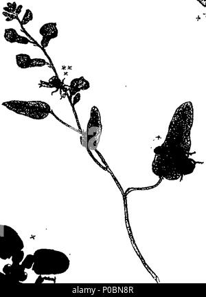 . Anglais : fleuron de livre : un épitomé de l'histoire naturelle des insectes de l'Inde, et les îles dans la mer Indienne : comprenant plus de deux cent cinquante figures et descriptions des plus singulières et belles espèces, principalement de celles sélectionnées récemment découvert, et qui n'ont pas comparu dans les Œuvres d'un auteur précédent. Les chiffres sont bien dessiné, gravé, et de couleur, à partir de spécimens d'insectes ; les descriptions sont classés selon le système de Linné, avec des références aux écrits de Fabricius, et d'autres auteurs systématique. Par E. Donovan, Banque D'Images