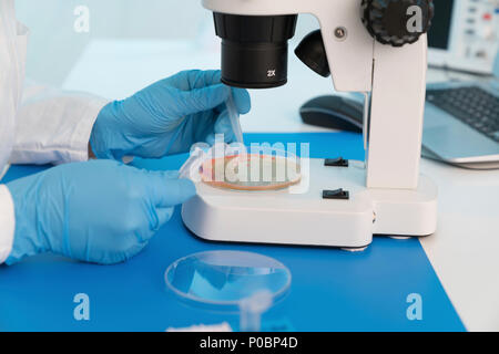 Recherches microbiologiques. Expert scientifique en prenant un échantillon d'une culture dans une boîte de Pétri. Banque D'Images