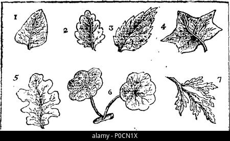 . Anglais : fleuron de livre : un synopsis de la plantes, à M. Ray's méthode : avec leurs personnages, les descriptions, les lieux de la croissance, de l'époque de floraison, et vertus physiques, selon les observations les plus précises, et les meilleurs auteurs contemporains. Avec un jardin botanique, dictionnaire illustré de plusieurs figures. Par John Wilson. 216 Un synopsis de la plantes Fleuron T051036-7 Banque D'Images