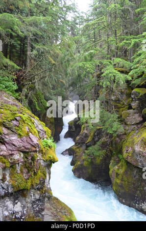 Ruisseau coule à travers des roches couvertes de mousse dans une forêt dans le Glacier National Park, Montana, USA. Banque D'Images