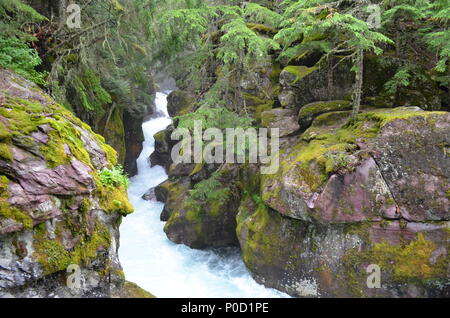 Ruisseau coule à travers des roches couvertes de mousse dans une forêt dans le Glacier National Park, Montana, USA. Banque D'Images