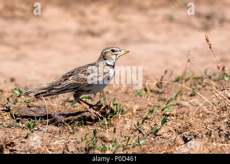 Calandre Melanocorypha calandra sur sol ou Banque D'Images