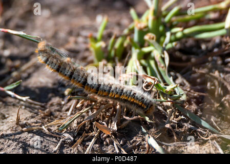 Lasiocampa trifolii sur sol Caterpillar Banque D'Images