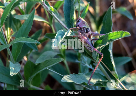 Nymphe de dectique verrucivore Decticus verrucivorus ou sur l'herbe Banque D'Images