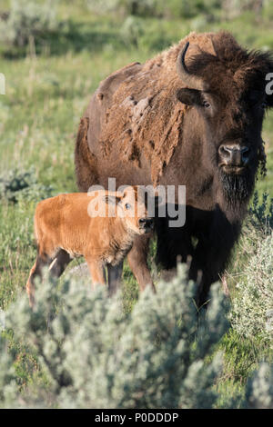 Vache veau de bison et de Yellowstone Banque D'Images