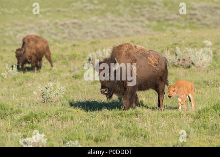 Vache veau de bison et de Yellowstone Banque D'Images