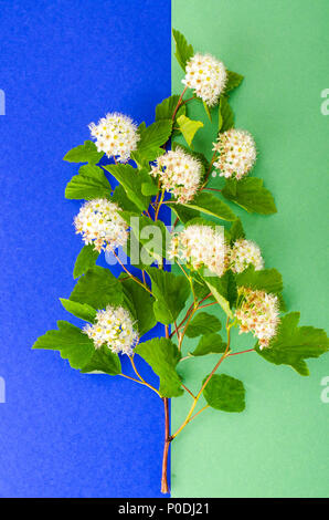 Branche avec des fleurs blanches et des feuilles vertes Physocarpus opulifolius. Studio Photo Banque D'Images