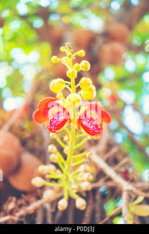 Shorea robusta fleur ou Sal arbre fleur sur l'arbre avec l'arrière-plan flou d'arbre nature Banque D'Images