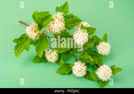 Branche avec des fleurs blanches et des feuilles vertes Physocarpus opulifolius. Studio Photo Banque D'Images