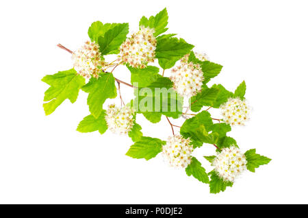 Branche avec des fleurs blanches et des feuilles vertes Physocarpus opulifolius. Studio Photo Banque D'Images