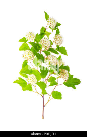 Branche avec des fleurs blanches et des feuilles vertes Physocarpus opulifolius. Studio Photo Banque D'Images