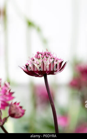 Astrantia 'Star of Love' fleur sur fond clair. Masterwort 'Star' fleur de l'amour à un flower show. UK Banque D'Images