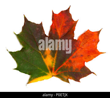 Automne érable feuilles multicolores. Isolé sur fond blanc. Banque D'Images