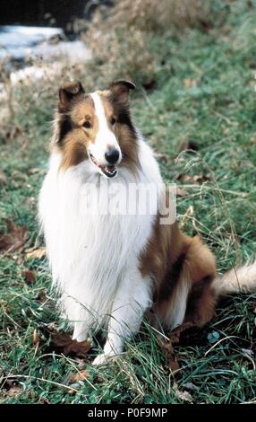 Titre original : LASSIE. Titre en anglais : LASSIE. Film Réalisateur : DANIEL PETRIE. Année : 1994. Credit : PARAMOUNT PICTURES / Album Banque D'Images