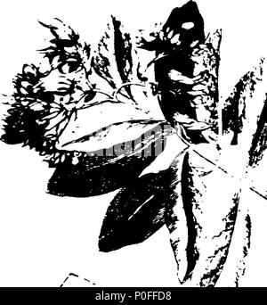 . Anglais : fleuron de livre : un voyage aux îles de la Barbade, Madera, Nieves, S. Christophers et la Jamaïque, avec l'histoire naturelle des herbes et des arbres, Four-Footed bêtes, poissons, oiseaux, insectes, reptiles, &c. de la dernière de ces îles ; pour ce qui est qu'une introduction, préfixe dans laquelle est un compte des habitants, l'air, les eaux, les maladies, le commerce, &c. de ce lieu, avec certaines relations concernant les pays africains voisins, et les îles d'Amérique. Illustré par les chiffres des choses describ'd, qui n'ont pas été gravés ; en grande jusqu'Copper-Plates aussi grand que la vie. Par H Banque D'Images