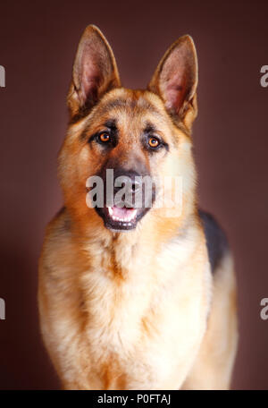 Portrait de chien berger allemand en studio, avec un fond brun Banque D'Images